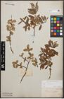 Foto von Salix cinerea L.